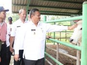 Kenali Kriteria Halal Hewan Qurban Dengan Cara HAUS