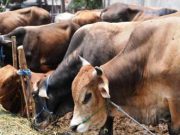Jelang Idul Adha, 20 Hewan Qurban Siap Dibagikan Untuk Masyarakat Karawang