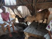 Dinas PRKP Mau Bangun Rulahu untuk Dua Lansia yang Hidup di Kandang Kambing, Asal…