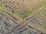 Kesulitan Dapatkan Air, 400 Hektar Sawah di Desa Pusakajaya Utara Terancam Gagal Tanam
