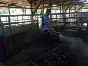 Jadi Solusi Cegah Virus PMK dengan Eco Enzyme