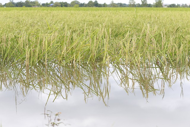 flooded-rice-fields-gdfaef3fa4_640
