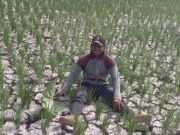 DPRD Karawang Minta DPKP Turun Tangan Atasi Hektaran Sawah yang Kekeringan