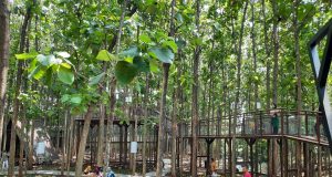 Hutan Jati Cafe and Gelato