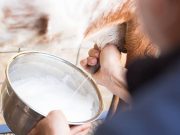 Tak Banyak Orang Tahu, Ini 6 Manfaat Susu Kambing bagi Kesehatan