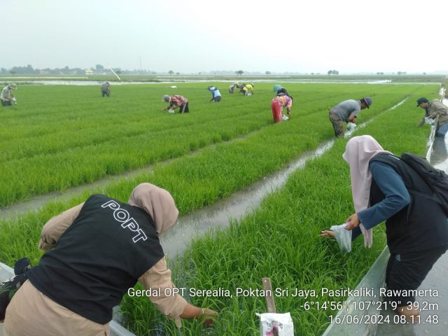 Sawah