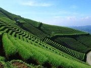 Keindahan Terasering Panyaweuyan: Pesona Alam di Majalengka Terasering Panyaweuyan