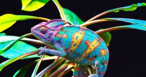 Bunglon berubah warna