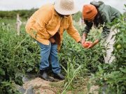 Mengubah Residu Kelapa Sawit Jadi Pupuk: Bisnis Cerdas Tingkat Pertanian Berkelanjutan Bisnis cerdas pertanian