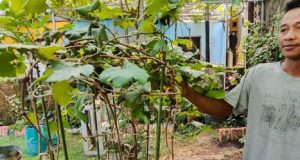 Kampung anggur cimahi