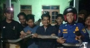 King cobra karawang