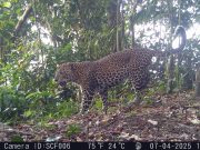 19 Individu Macan Tutul Jawa Terekam Kamera di Sanggabuana Karawang Macan tutul jawa