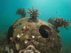 Terumbu karang tangkolak