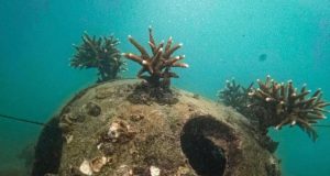 Terumbu karang tangkolak