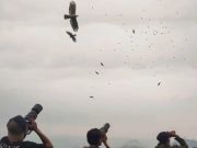 Burung pemangsa Siberia