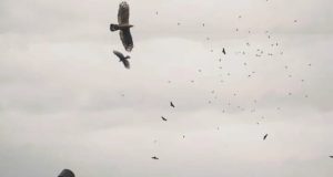 Burung pemangsa Siberia