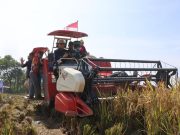 Budidaya lahan bulog karawang