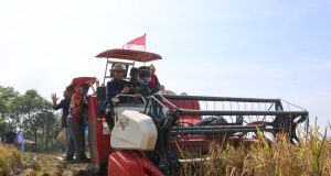 Budidaya lahan bulog karawang