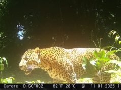 Diduga Ditembak, Macan Tutul Jawa di Pegunungan Sanggabuana Kuat Diduga Mati Macan tutul jawa