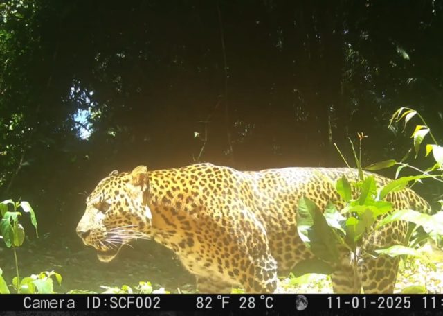 IMG_20260202_164520 Macan tutul jawa