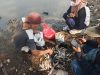 Ikan mati