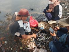 Ikan mati