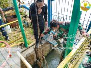 Ikan mati massal